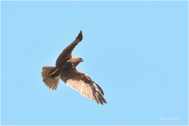 <p>MOTÁK POCHOP (Circus aeruginosus) Rumburk --- /Western marsh harrier - Rohrweihe/</p>
